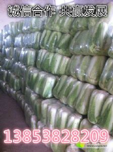 北京新三号白菜大量供应